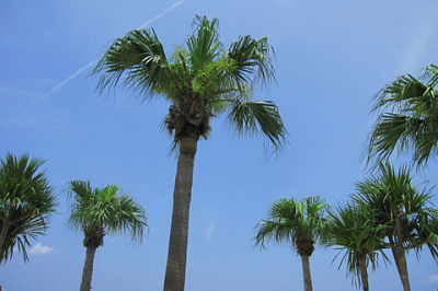 沖縄