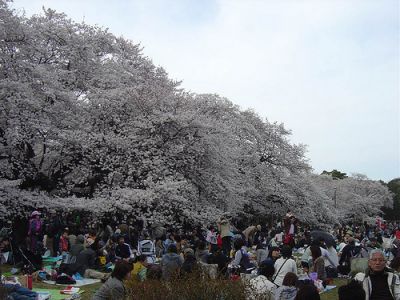 ねりま光が丘Cherry-Blossom