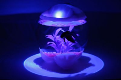 テトラ_アクアセラピー