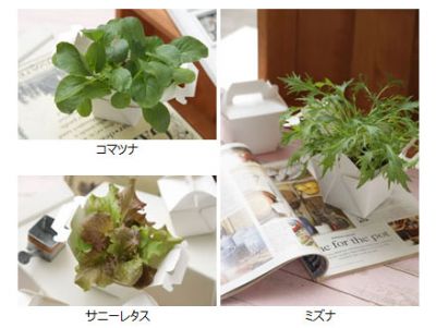 Vege栽培キット