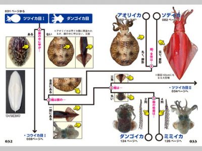 イカ・タコ識別図鑑