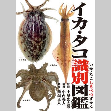 イカ・タコ識別図鑑
