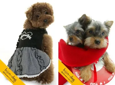bijin-dog3