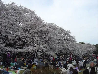 ねりま光が丘Cherry-Blossom