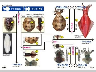 イカ・タコ識別図鑑