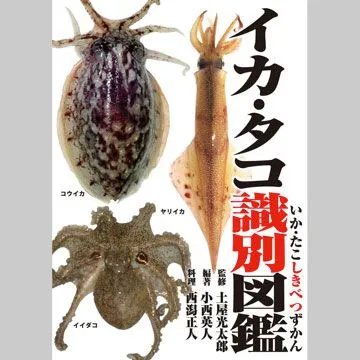イカ・タコ識別図鑑