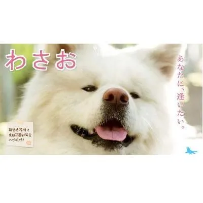 わさお